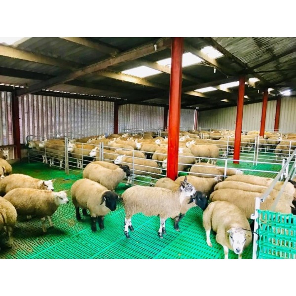 Plastic Sheep/calf Slats ( Eligible for Grants FETF236A)