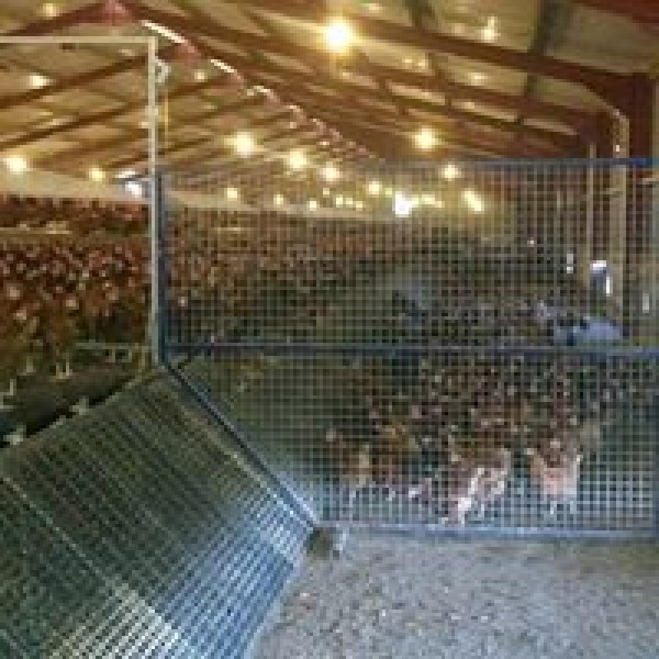 poultry barriers